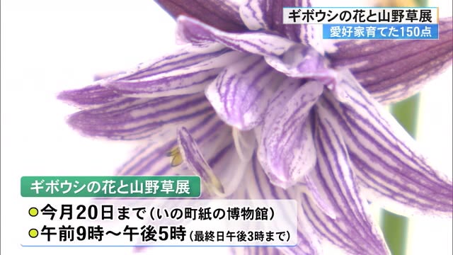 山野草『ギボウシ』可憐な美しさが楽しめる展示会、いの町紙の博物館