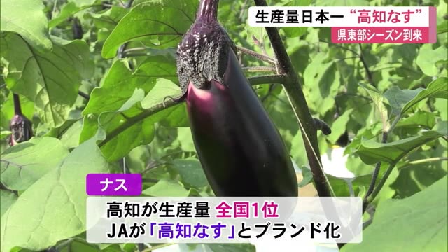 わけあり！高知なす（10kgバラ）E【通常納期より数日かかります