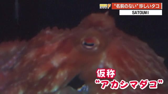 吾輩はタコである』名前のない深海マダコ 足摺海洋館で《砂に潜ること
