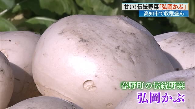 甘くてシャキシャキ！春野町の伝統野菜《弘岡カブ》収穫盛ん【高知