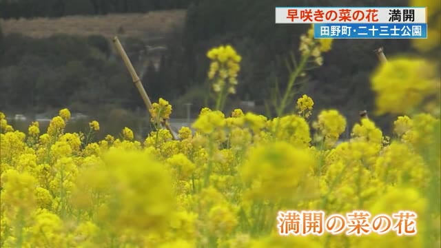 まるで黄色いじゅうたん！ 早咲きの菜の花が田野町の公園で満開【高知