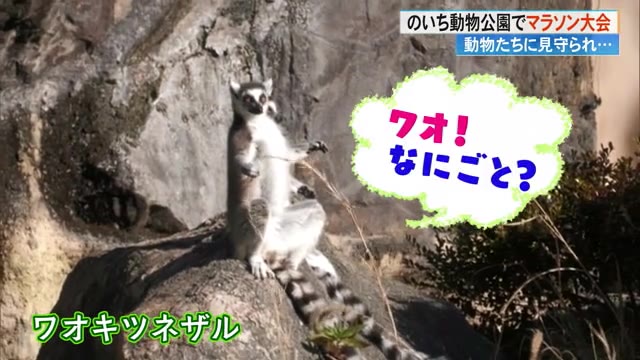 小学生　マラソン大会盗撮 