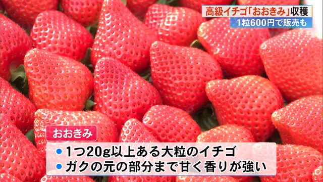 高知の旬のいちご】<br>おおきみ苺9〜12個入り化粧箱<br>厳選