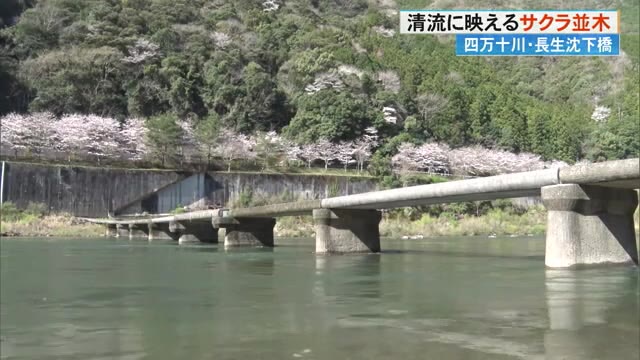 清流に桜の便り…《淡いピンク》に染まる四万十川と長生沈下橋 週末には
