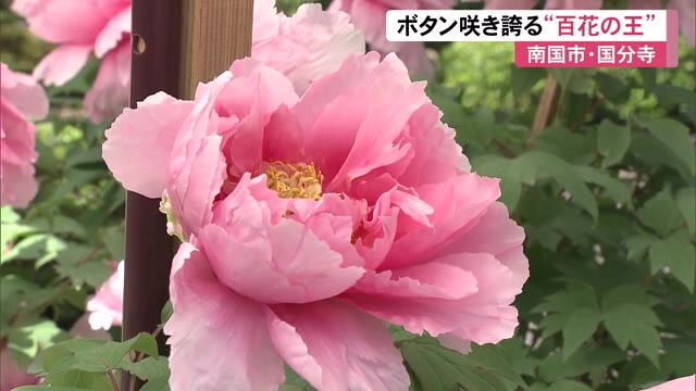 咲き誇る大輪《百花の王》ボタン見頃 お遍路さんも「癒やされる」29番