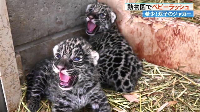 動物園は《ベビーラッシュ》ジャガー双子＆三つ子のビーバー 愛情
