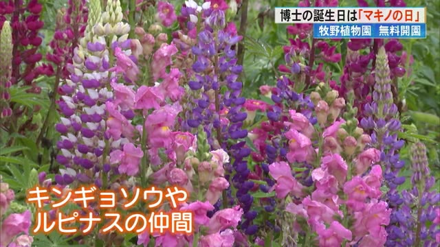 4月24日は「マキノの日」》富太郎博士の誕生日に特別イベント 牧野