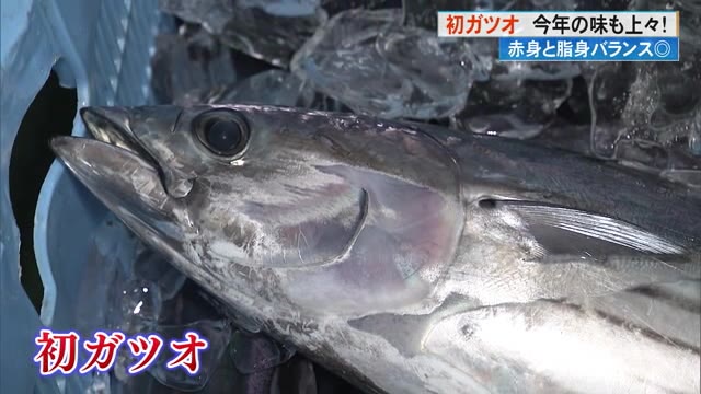 高知】《初ガツオ》の季節がやってきた！「ただのカツオじゃありません
