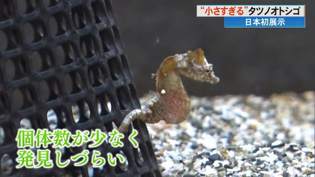 高知】体長たった2センチ！《タツノオトシゴ》どこにいるかな