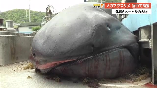 「なんやこれ」体長6メートル!室戸岬で巨大ザメ《メガマウス》を捕獲【高知】 « 高知のニュース - 高知さんさんテレビ