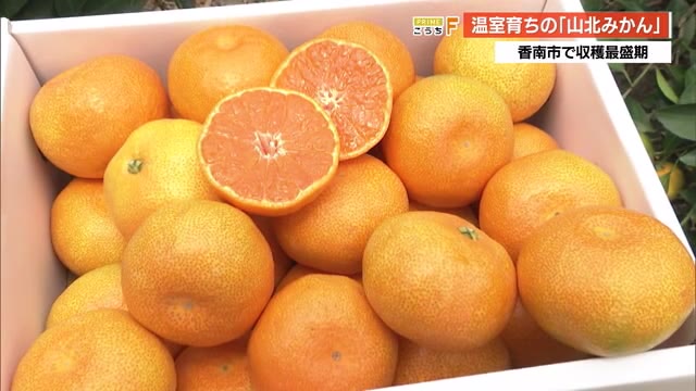 出来は上々！温室育ち《山北みかん》収穫ピーク 甘さと酸味のバランス