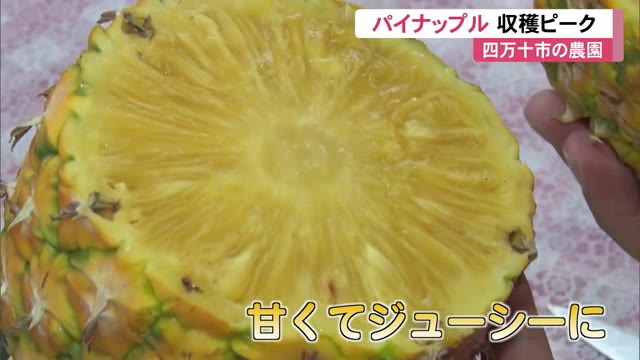甘くてジューシー 四万十市の農園で《パイナップル》の収穫ピーク