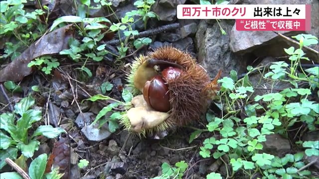 秋の味覚・クリが収穫シーズン迎える《四万十市”ど根性栗園”》【高知