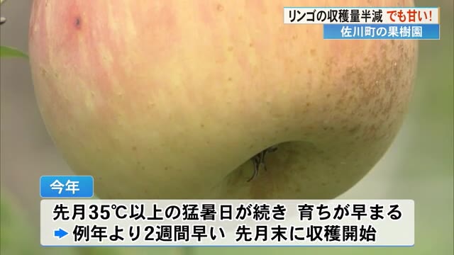 収穫量は少ないけど甘～い！高知・佐川町でリンゴの収穫始まる « 高知