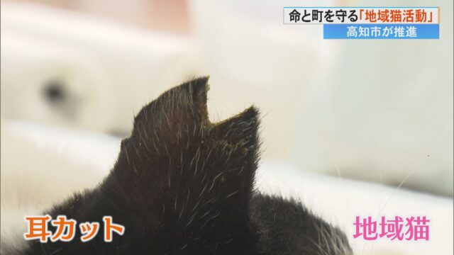 地域猫活動」をご存知ですか？地域住民が野良猫を捕まえ、不妊去勢手術