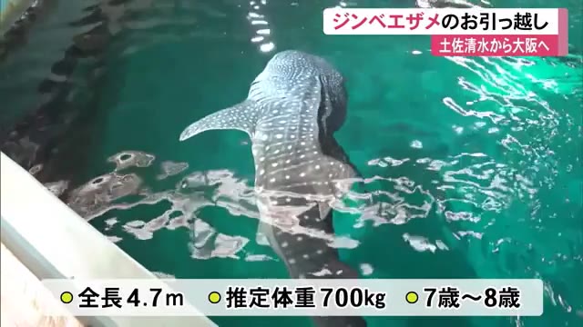 4.7m・700kgのジンベエザメがお引越し》土佐清水から大阪・海遊館へ