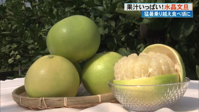 透き通った果肉は宝石のよう」水晶文旦の収穫最盛期《猛暑の夏、5倍の