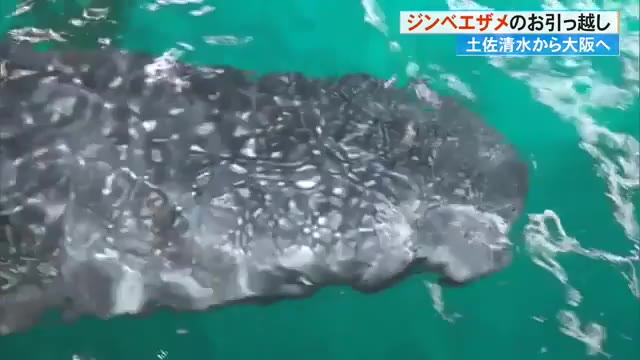 ジンベエザメが大阪海遊館へ《新・海くん》3日から展示。《旧・海くん