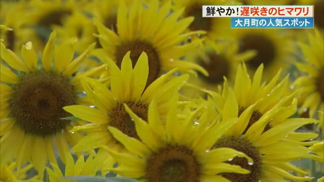 小ぶりで可愛らしい」大月町《遅咲きのヒマワリ》田んぼ30アールに3万