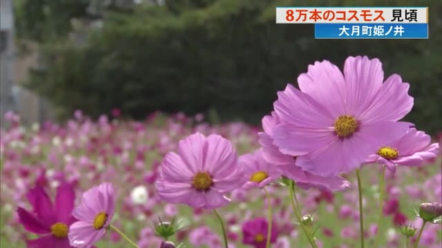 8万本のコスモスが見頃》大月町の国道321号沿い【高知】 « 高知の