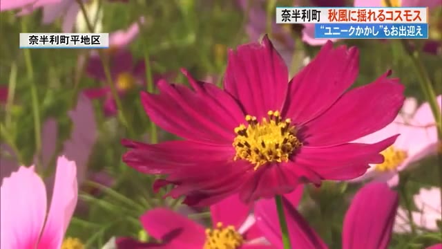 コスモスです❗️❗️❗️ 闘病中の友人を励ますために植えたコスモスが100万本に」地元の児童が