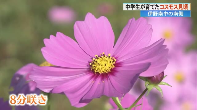 コスモス　他　ご確認用 通学路のコスモスが見頃》伊野南中の生徒が育て、遊歩道も設置【高知