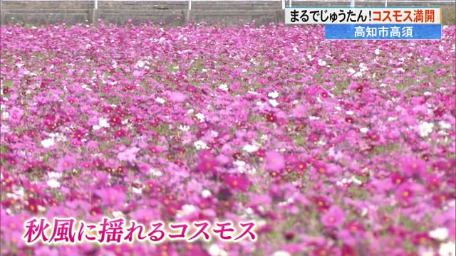 去年よりすごくきれい」高知市高須・南国バイパス沿いの10ヘクタールの