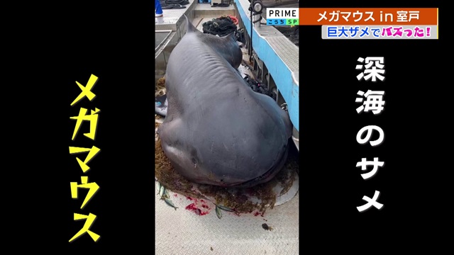 巨大ザメ《メガマウス》室戸で定置網に【2024高知のニュース】 « 高知のニュース - 高知さんさんテレビ