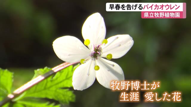 牧野博士が愛したバイカオウレンが見頃》県立牧野植物園で6割開花