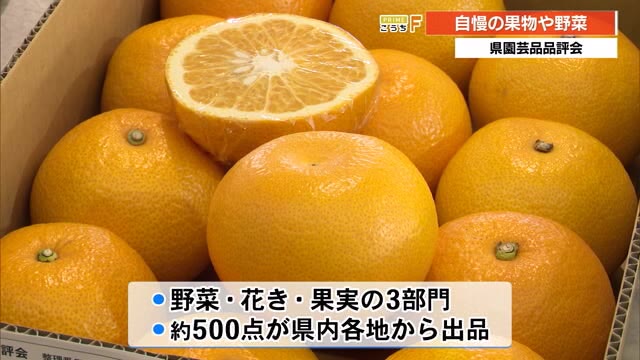 高知自慢！野菜や果実がずらり《園芸作物の審査会》2月1日から展示品評