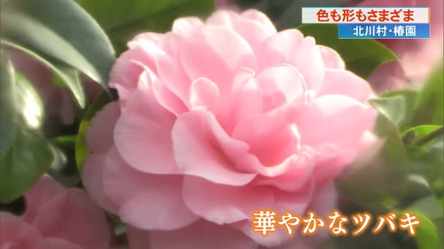 次から次へいろんな種類が咲いていく…」ツバキの魅力間近で堪能 北川村