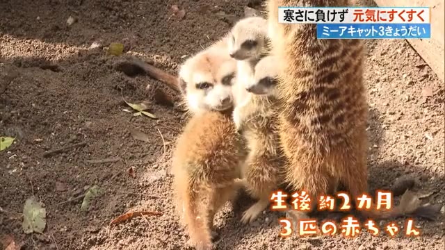 ポー
