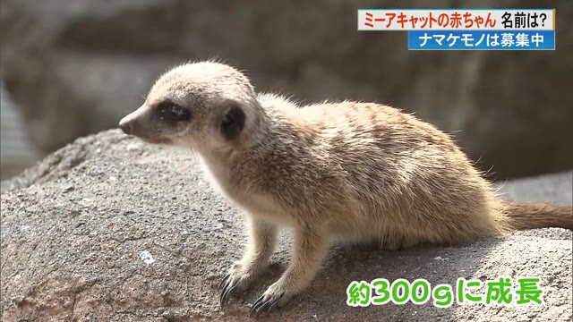 パイ」「ナツ」「ポー」三つ子のミーアキャットの名前決定【高知県香南