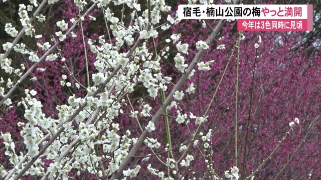 3色同時に楽しめます》赤・白・ピンク 楠山公園の梅やっと満開「今年は 