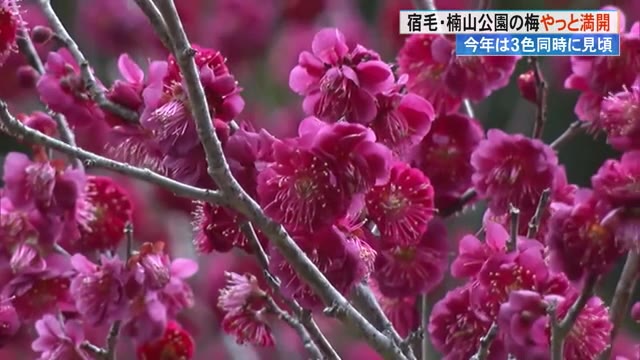 今年は珍しい！宿毛市でやっと梅満開に《赤、白、ピンク同時に楽しめ