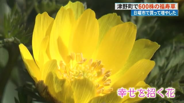 黄色いかれんな福寿草600株 津野町で見頃《知る人ぞ知る「お花見