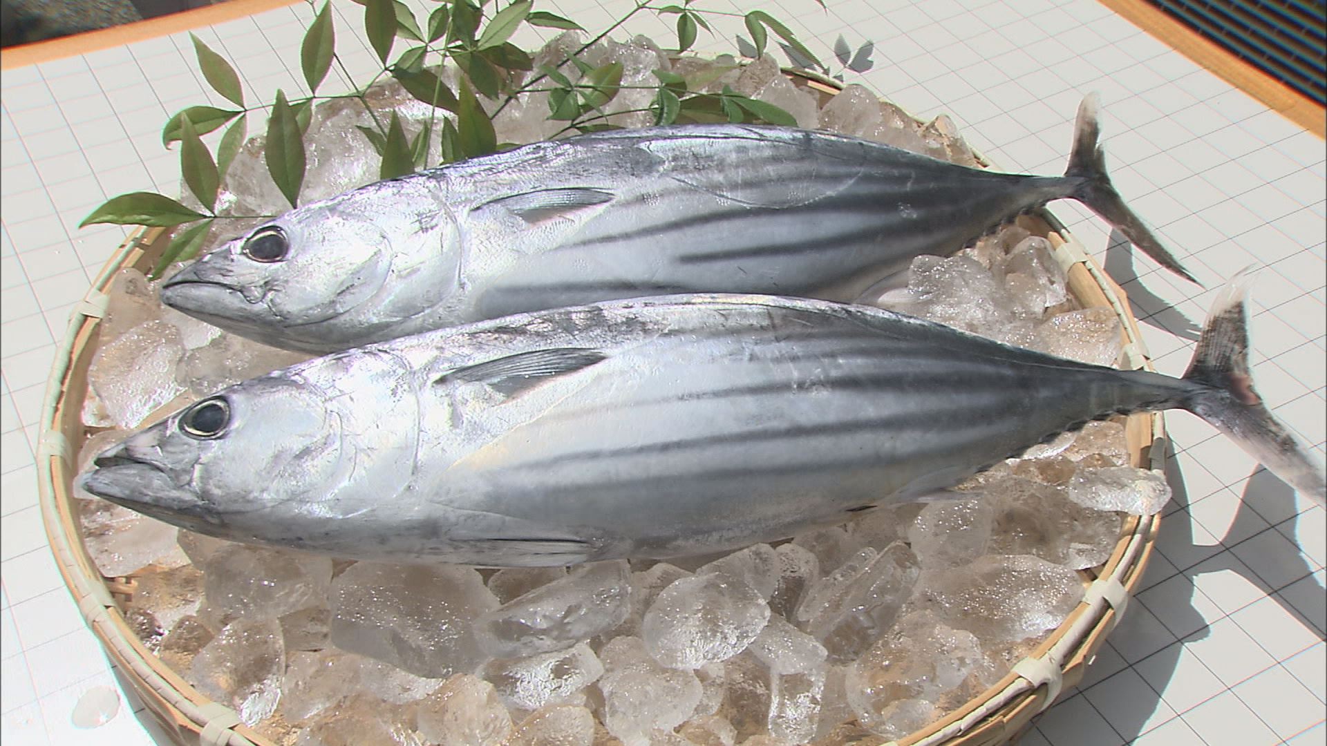 おらんくごはん 初ガツオ アナウンサーブログ 高知さんさんテレビ