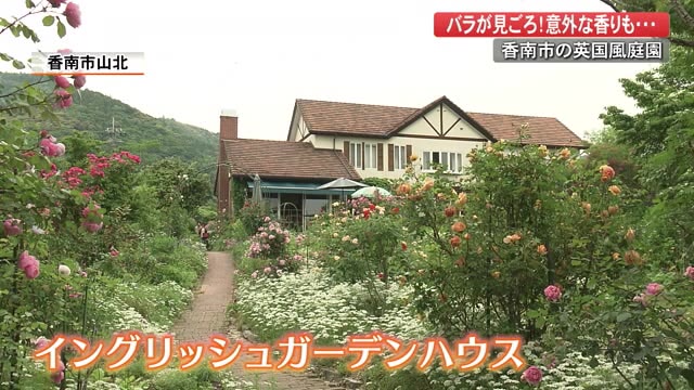 初夏の散策にいかが 英国風の庭園でバラ見頃 癒やされます 中には意外な香りのバラも 高知 プライムこうち 高知さんさんテレビ 初夏の散策にいかが 英国風の庭園でバラ見頃 癒やされます 中には意外な香りのバラも 高知 プライムこうち 高知さんさんテレビ